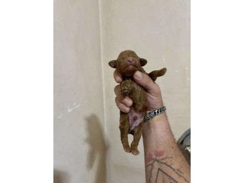 Teacup toy poodle bebeklerim