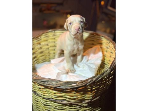 Albino doberman