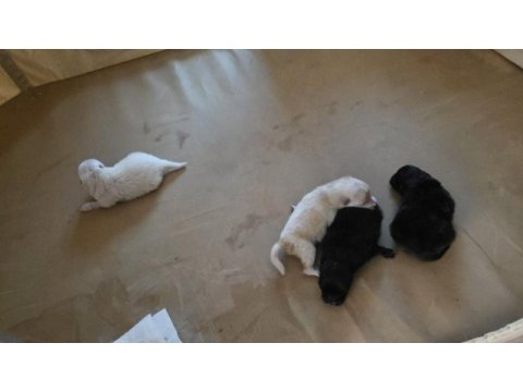 Muhteşem pomeranian minik ayıcıklar yuvanıza uğur getirecek