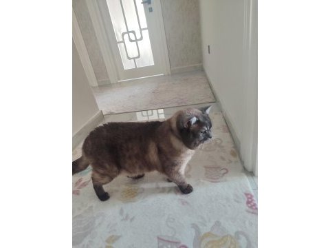 British shorthair 2 yaşında erkek