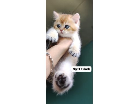 Golden british shorthair yavrular