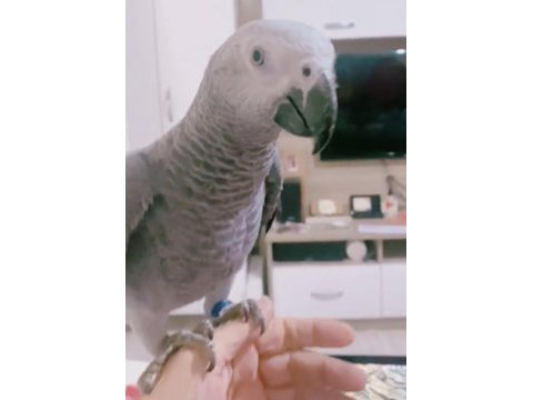 Çok evcil insan seçmez konuşan jako papağanı