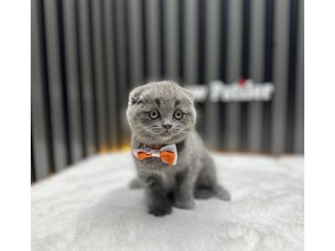 Ayıcık surat yapısı özel kül rengi scottish fold