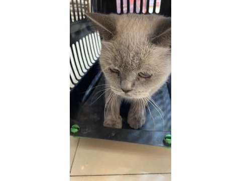 British shorthair sinbamıza yuva arıyoruz