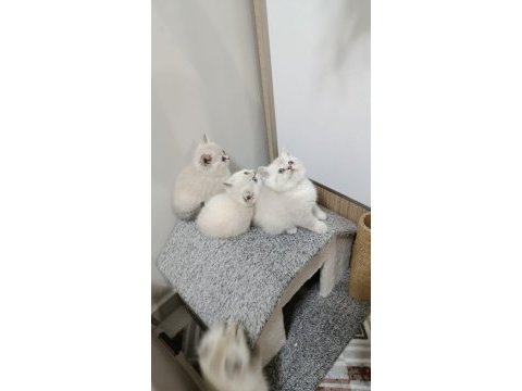 Point british shorthair kız kardeşler