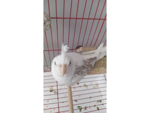 Sultan papağanı kafes ve eklemeleri dahildir