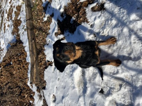 A kalite damızlık erkek rottweiler