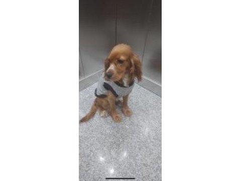 English cocker yavrularımız sahiplendirilecektir