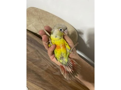 Full evcil konur papağanı 81 ile gönderim var