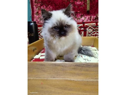 Ragdoll seal mitted erkek yavrum ailesini arıyor