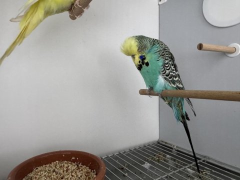 Şov jumbo çift muhabbet kuşu