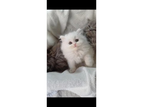 Veteriner kontrollü bebek kedilerimiz
