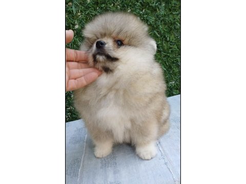 Kaliteli tip pomeranian boo erkek yavrular