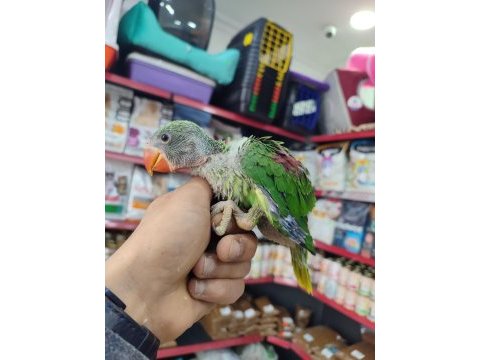 El besleme alexander bebekler