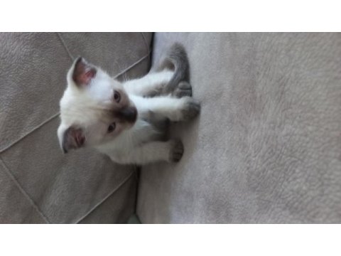 Tatlı siyam kedisi bebişimiz