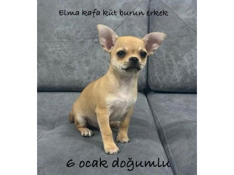 Son iki yavru şivava