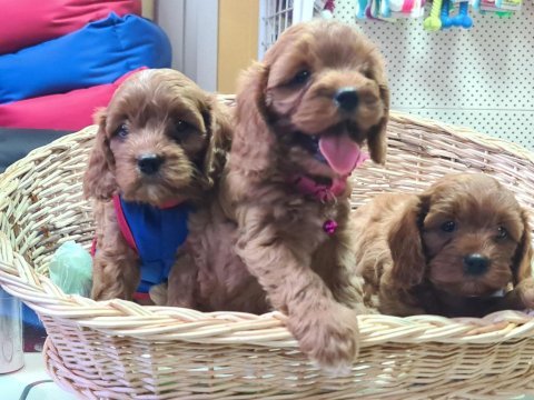 Anne baba orjinal cavapoo yavrular