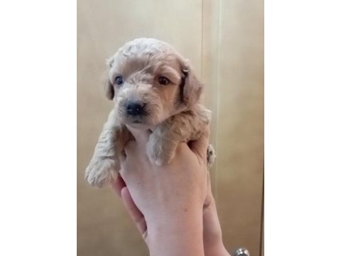 Mini maltipoo yavrular