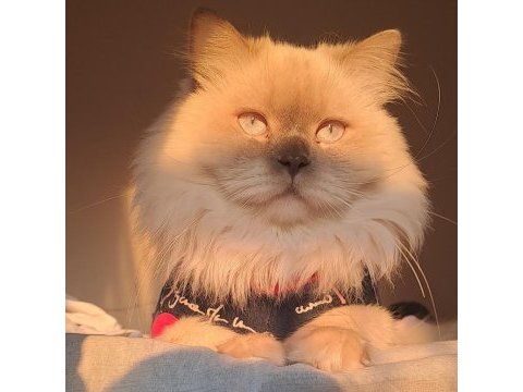 Yetişkin şecereli british longhair as1133 erkek