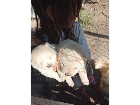 Uygun fiyat kaliteli pomeranian yavru