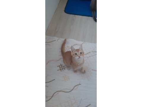 Golden british shorthair