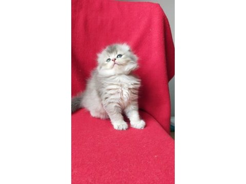 British longhair