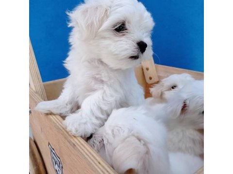 Pamuk şeker malteseler anne 3.5 kg