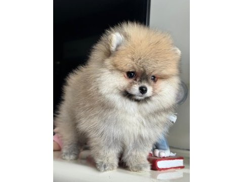 Pomeranian yavru 2,5 aylık köpeğimiz