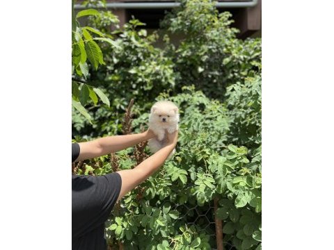 Pomeranian boo bebekler