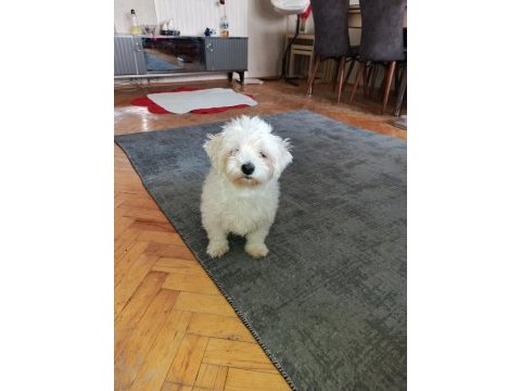 Maltese terrier yavrum