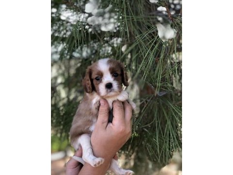 Pofuduk surat cavalier king charles