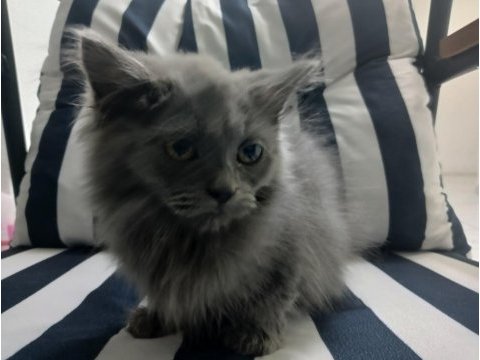 2 aylık british longhair yavru kedimiz