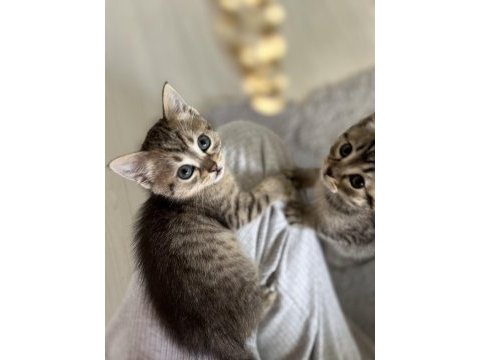 British shorthair melez kedimiz