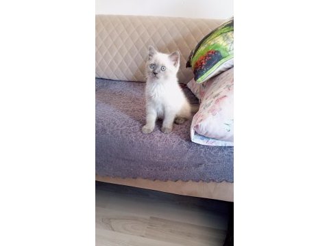 Blue point british shorthair yavrular