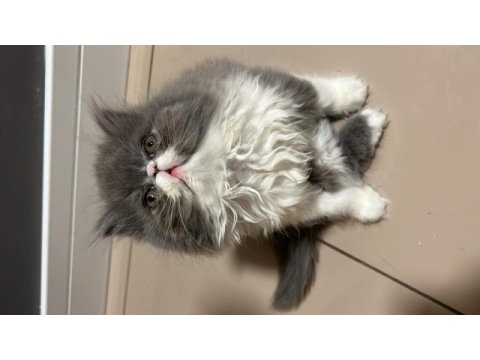 Exotic shorthair kedilerime yuva arıyorum