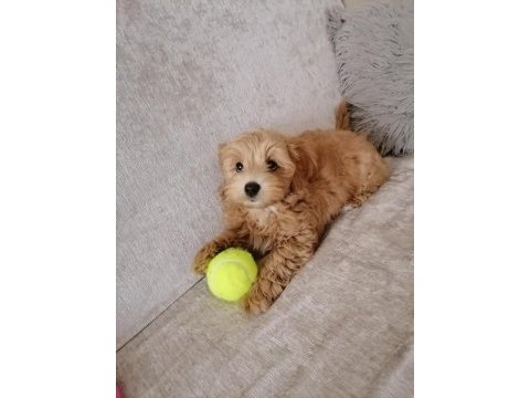 Sağlık ve ırk garantili maltipoo yavrular