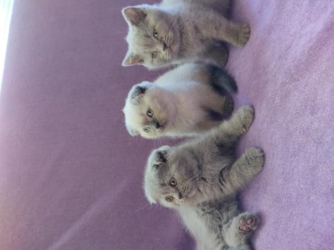 Scottish fold yavrularımız