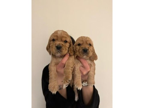 Baby face american cocker yavrularımız