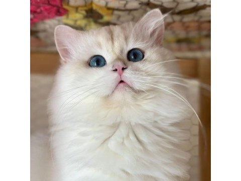 British longhair ve scottish fold yavrularımız yolda