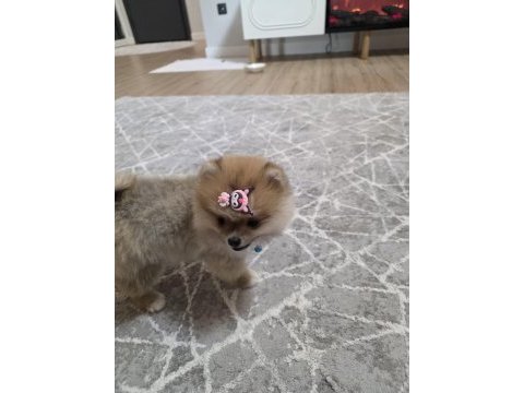 5 aylık pomeranian köpekler