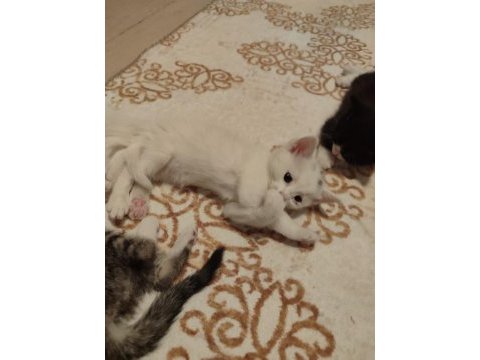 Ömürlük yuvasını arayan kedilerimiz