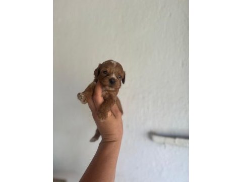 Toy poodle bebeklerimiz maltipoo bebeklerimiz mevcuttur
