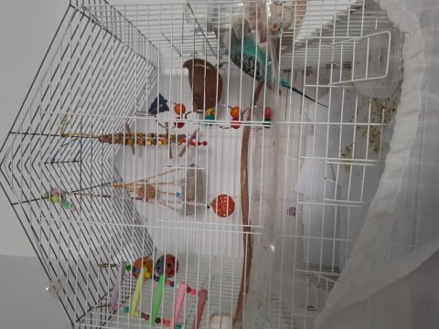 Konuşan ele alışkın muhabbet kuşu ve kafesi