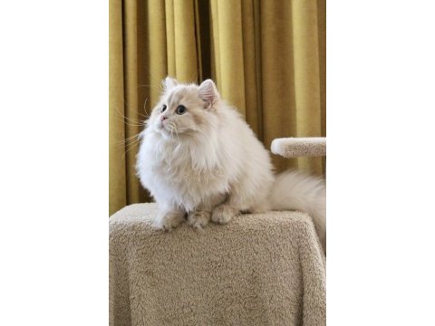 Krem rengi paşa british longhair