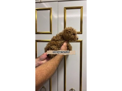 Orjinal toy poodle yavrumuz