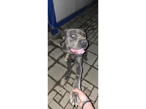 3 yaşında erkek cane corso evladımız
