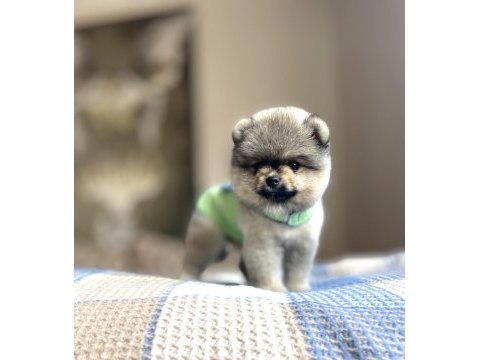 Ayı surat pomeranian boo yavrular