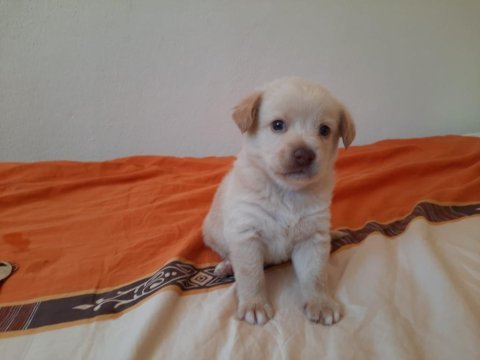 Albino dişi golden retriever