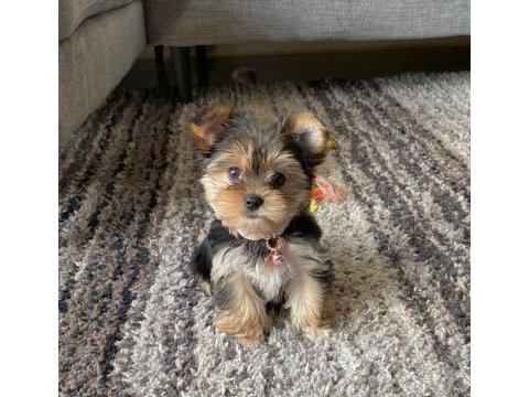 Mini minnak yorkshire terrier bebeklerimiz