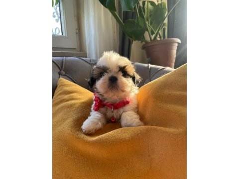 Bebek surat orjinal ırk shih tzu yavrular